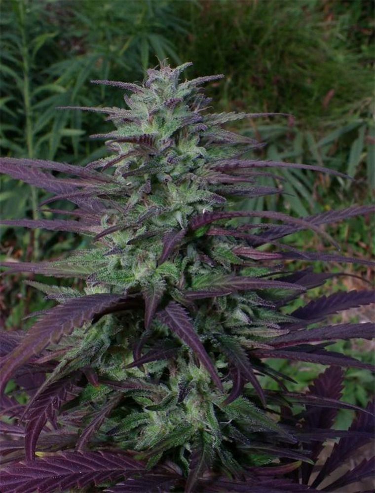 Ace Seeds China Yunnan Reguläre Hanfsamen Cannabisblüte