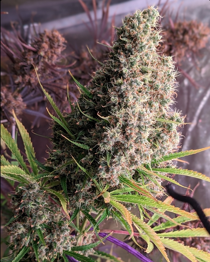 ACE Seeds Golden Tiger Feminisierte Hanfsamen Cannabisblüte