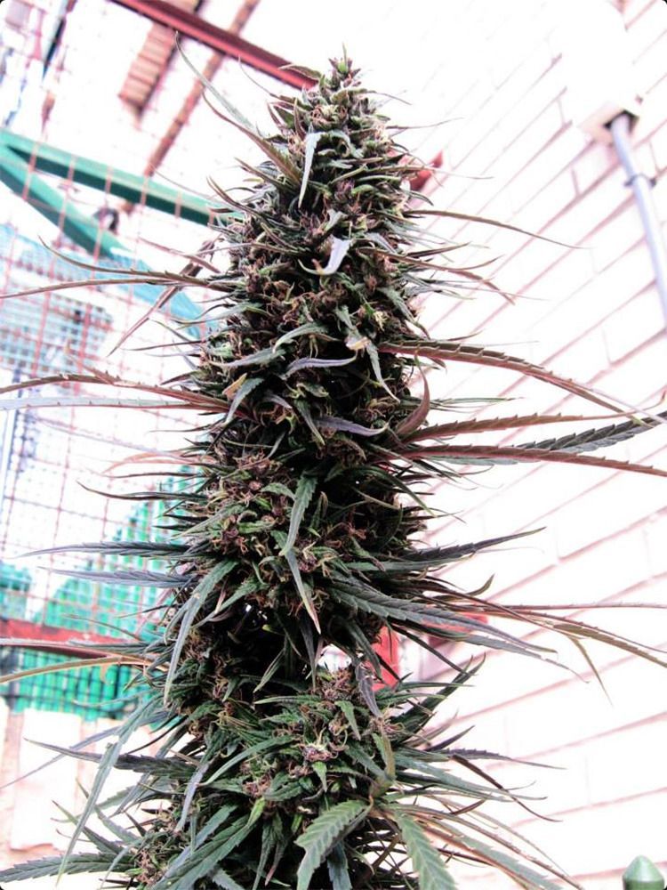 Ace Seeds Purple Haze x Malawi Reguläre Hanfsamen Cannabisblüte