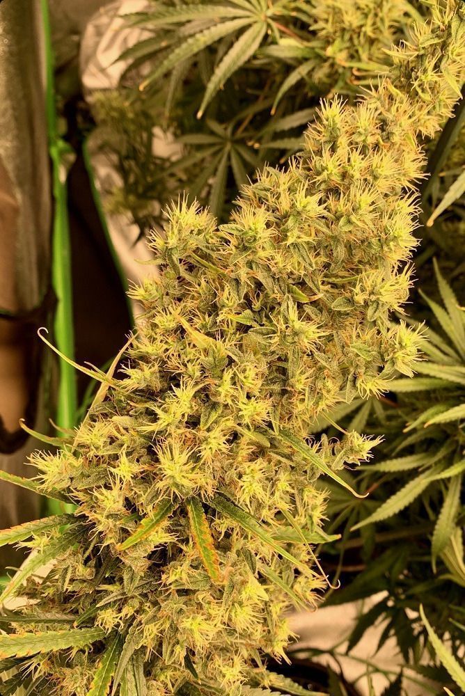 ACE Seeds Thai x Panama Feminisierte Hanfsamen Cannabisblüte