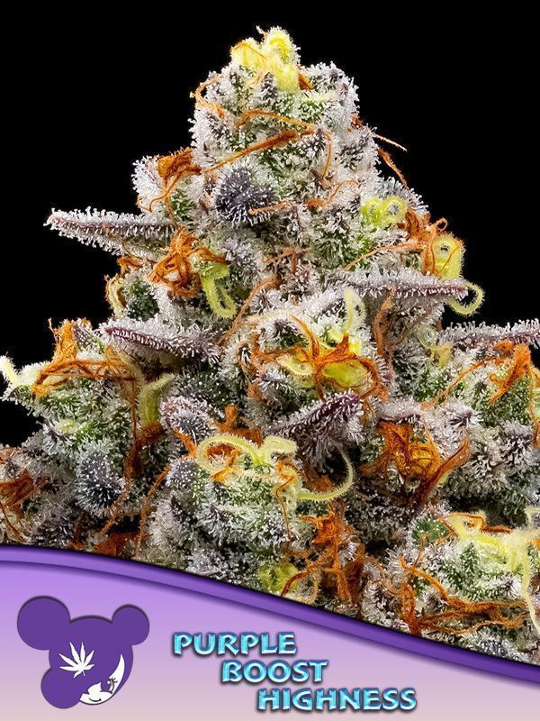 Anesia Purple Boost Highness Feminisierte Cannabis Blüte