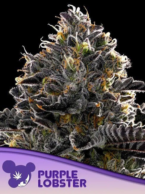 Anesia Purple Lobster Feministerte Cannabis Blüte