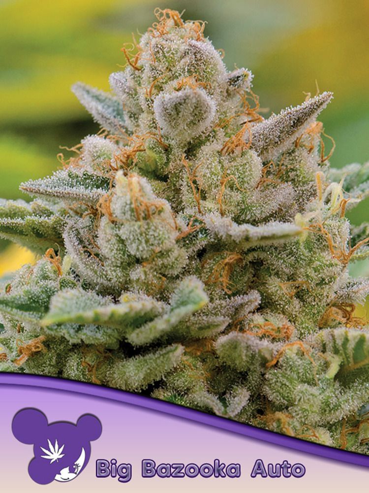 Anesia Seeds Big Bazooka Automatic Hanfsamen