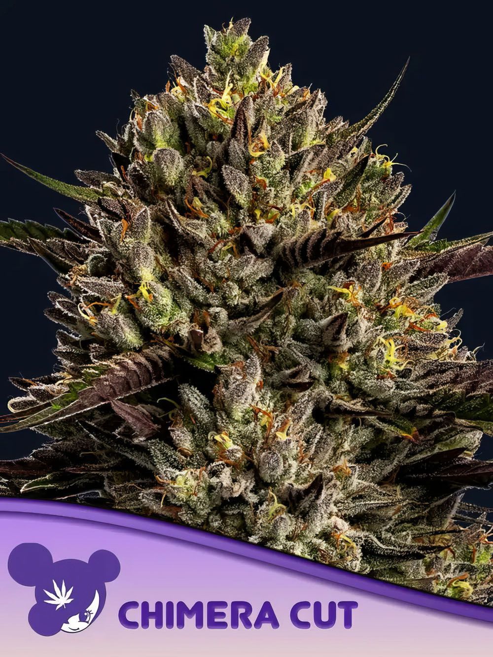 Chimera Cut feminisierte Hanfsamen Blüte