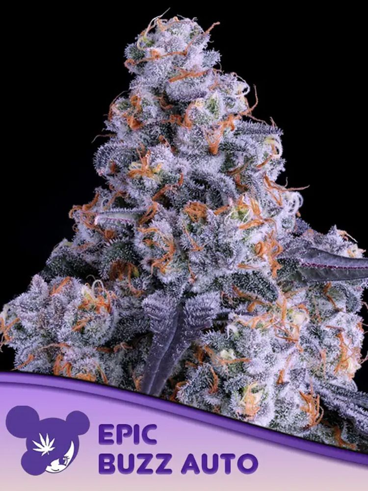Anesia Seeds Epic Buzz Automatic Hanfsamen