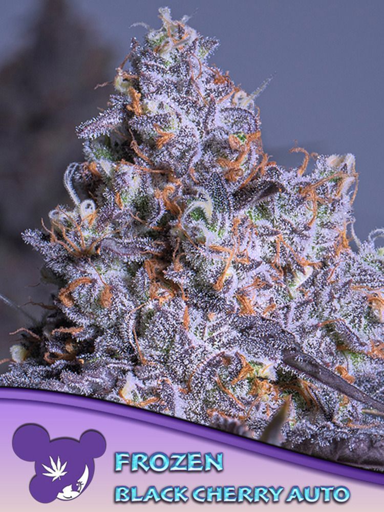 Anesia Seeds Epic Buzz Automatic Hanfsamen