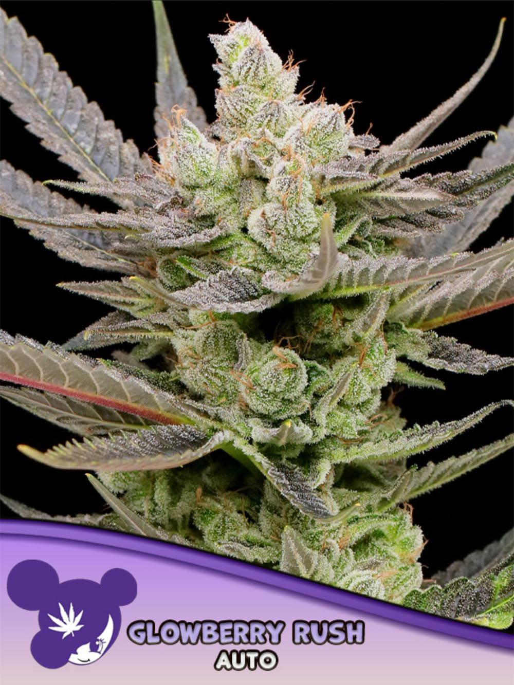 Anesia Seeds Glowberry Rush Automatic Cannabissamen Blüte
