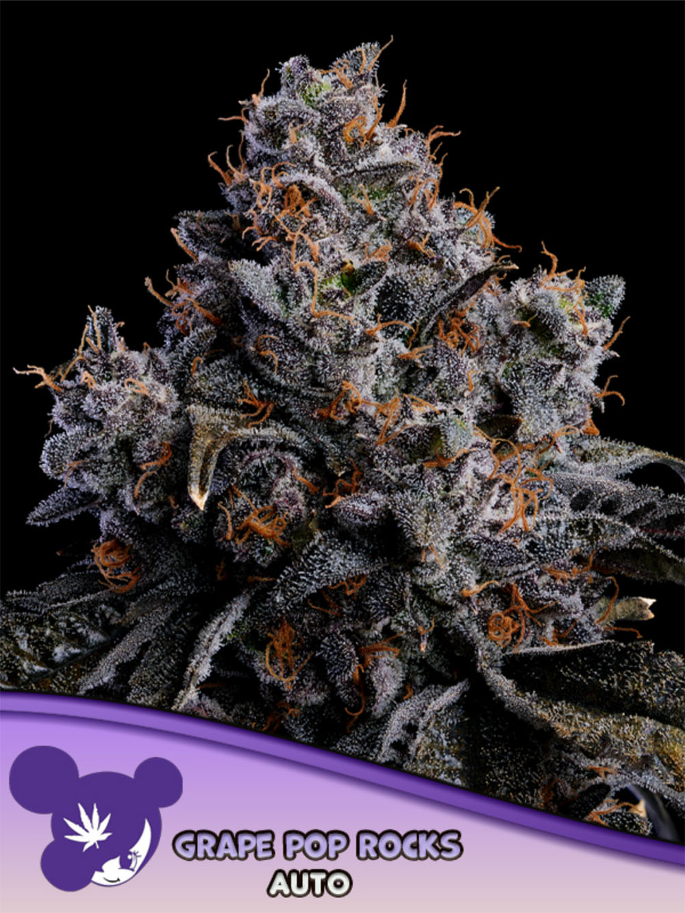 Anesia Seeds Grape Pop Rocks Automatic Cannabissamen Blüte