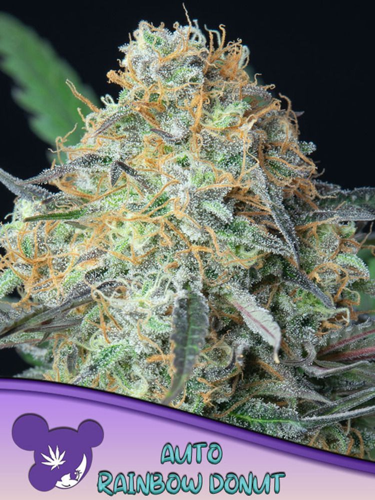 Anesia Seeds Rainbow Donut automatic Hanfsamen