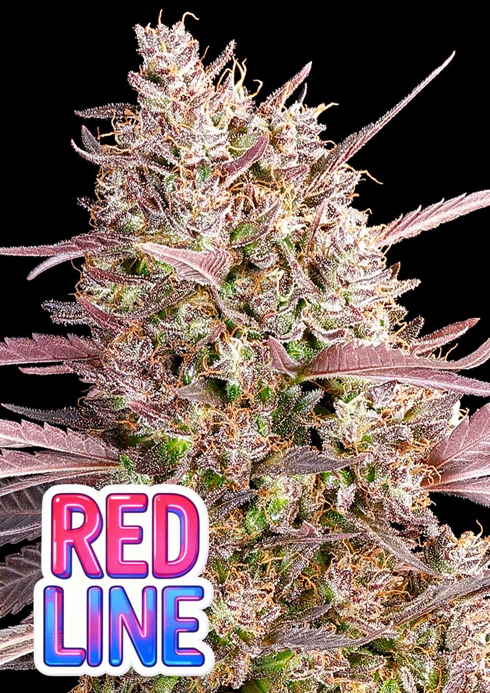 Anesia Seeds Red Line Feminisierte Cannabissamen Blüte