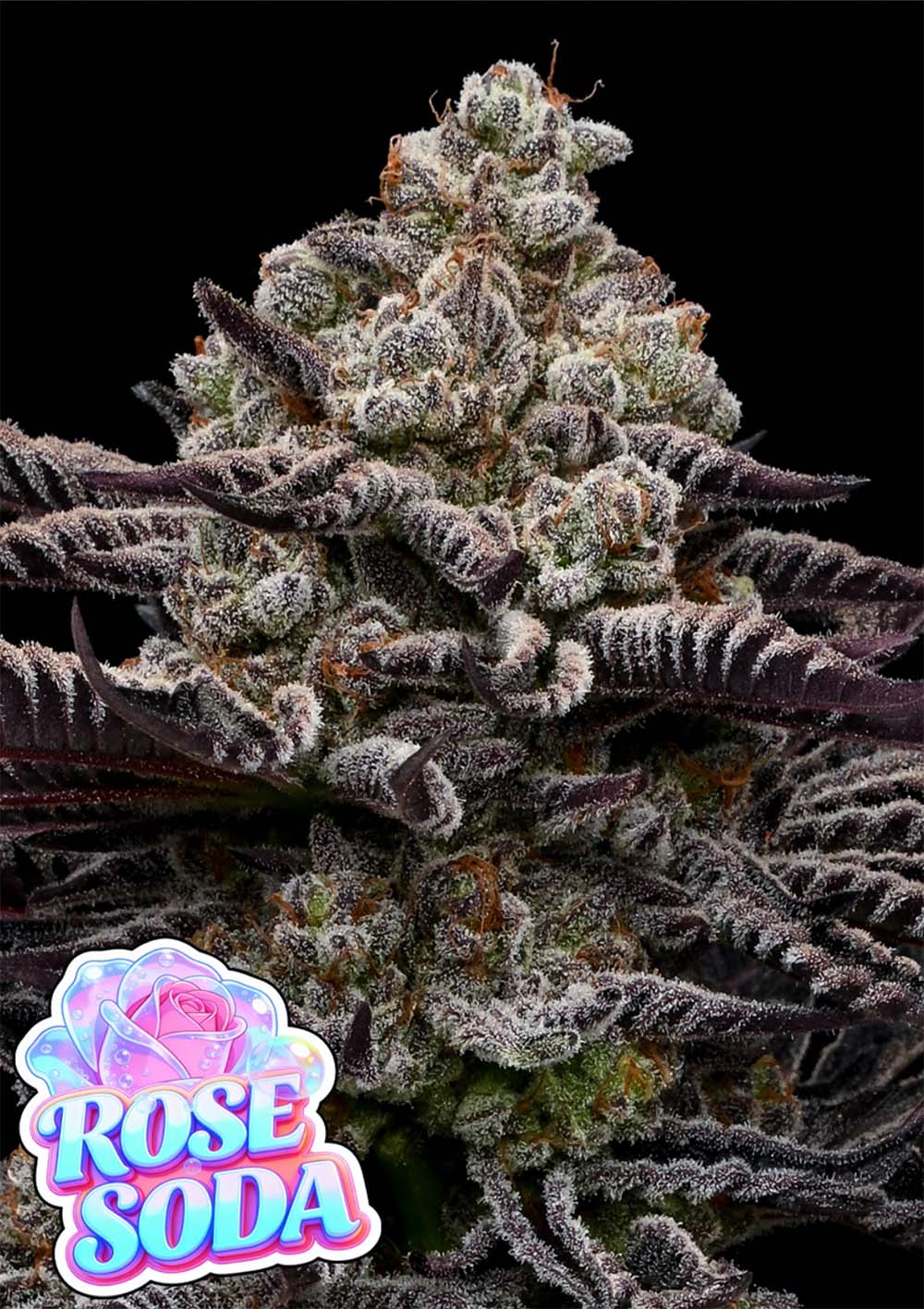Anesia Seeds Rosa Soda Feminisierte Cannabissamen Blüte