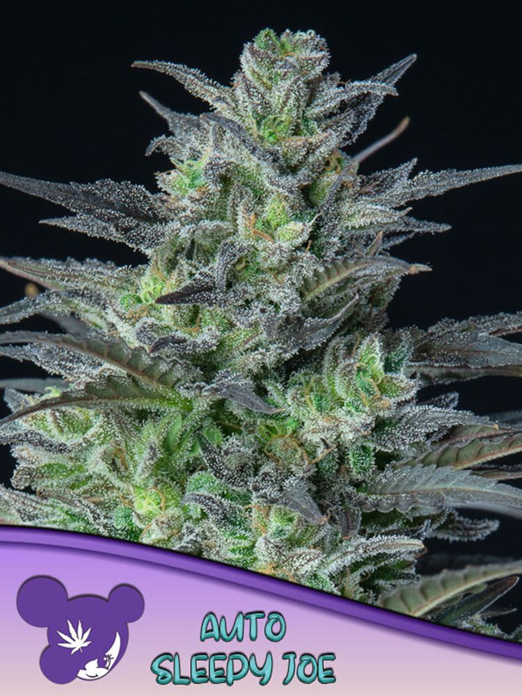 Anesia Seeds Sleepy Joe Automatic Hanfsamen