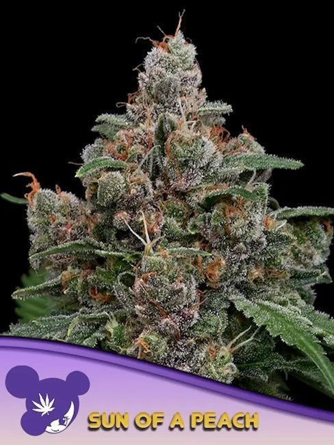 Anesia Sticky Boof Feminisierte Cannabis Blüte