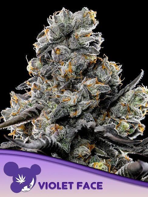 Anesia Seeds Violet Face Feminisierte Cannabis Blüte