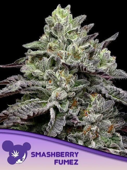Anesia Smashberry Fumez Feministerte Cannabis Blüte