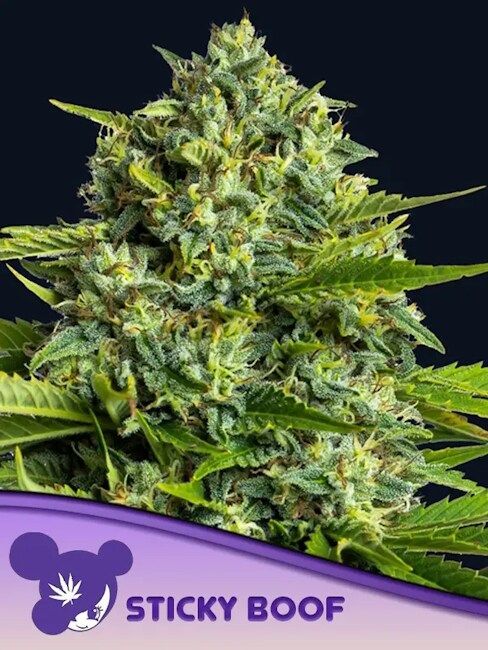 Anesia Sticky Boof Feministerte Cannabis Blüte