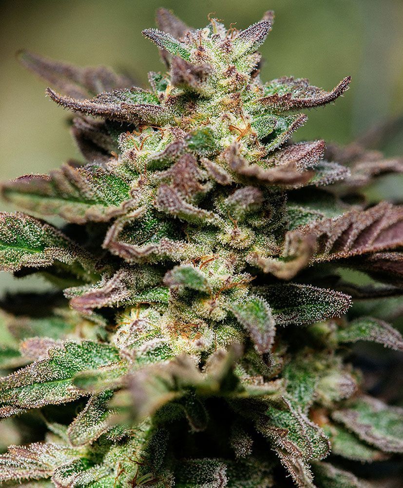 Humboldt Seed Dosidos Fast Feminisierte Hanfsamen Cannabisblüte