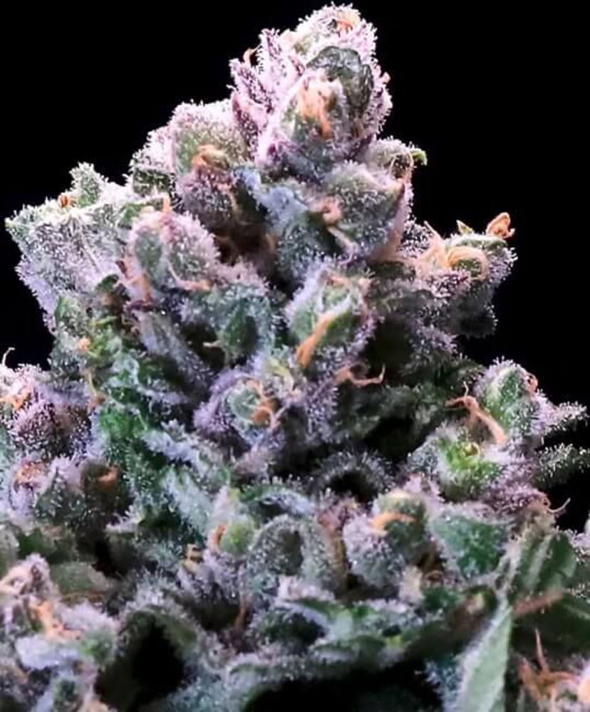 Humboldt Seed Grapes & Cream Fast Feminisierte Hanfsamen Cannabisblüte