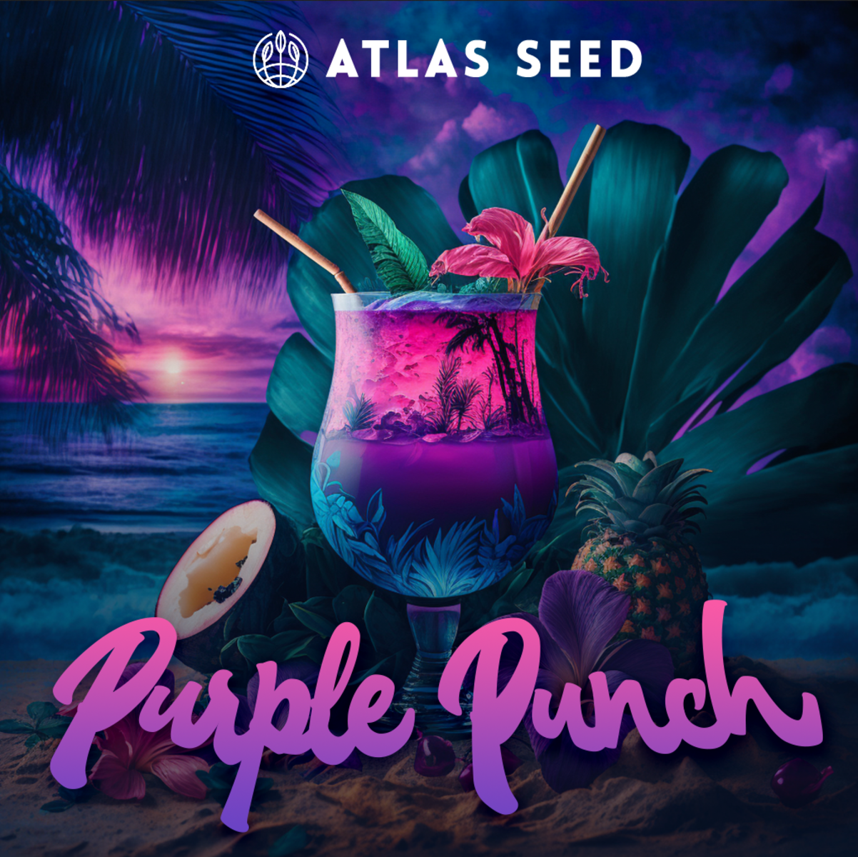 Atlas Seeds Purple Punch Feminisierte Hanfsamen
