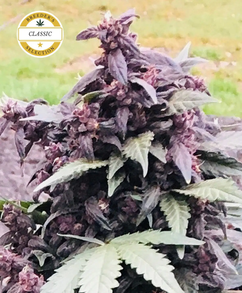Atlas Seeds Purple Star Automatic Hanfsamen