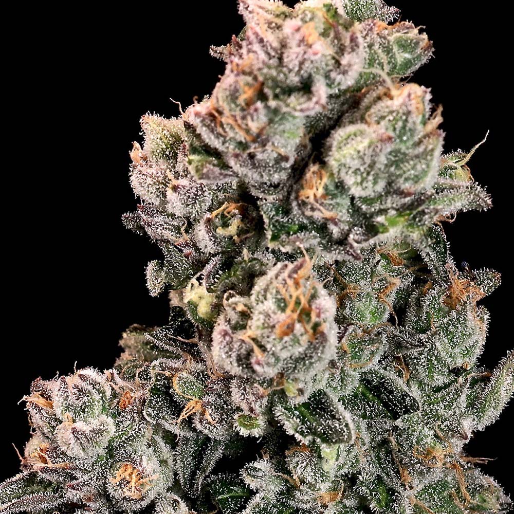 Atlas Seeds Slurpicane Fast Feminisierte Hanfsamen Blüte