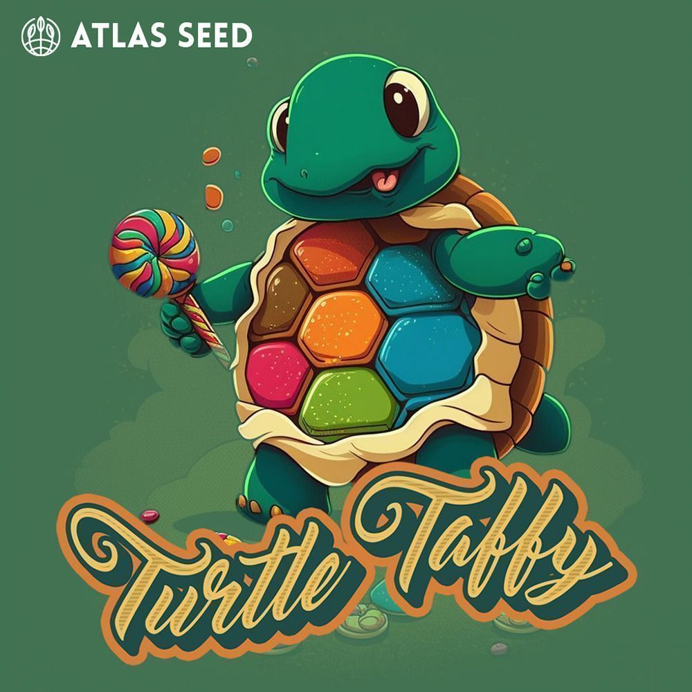 Atlas Seed Turtle Taffy Automatic Hanfsamen Cannabisblüte