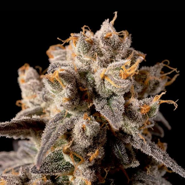 Banana Biscotti F1 feminisierte Cannabissamen