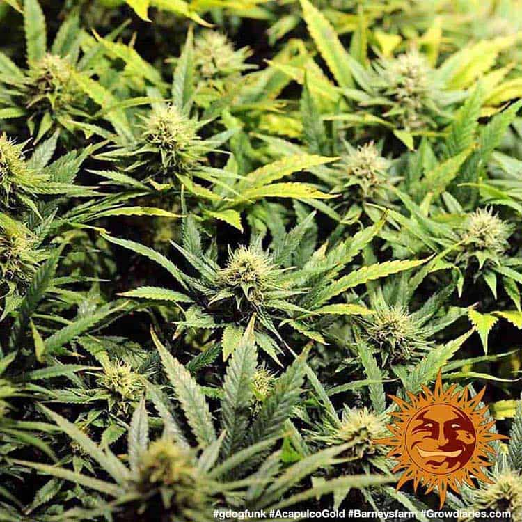 Barneys Farm Acapulco Gold Hanfsamen Blüte