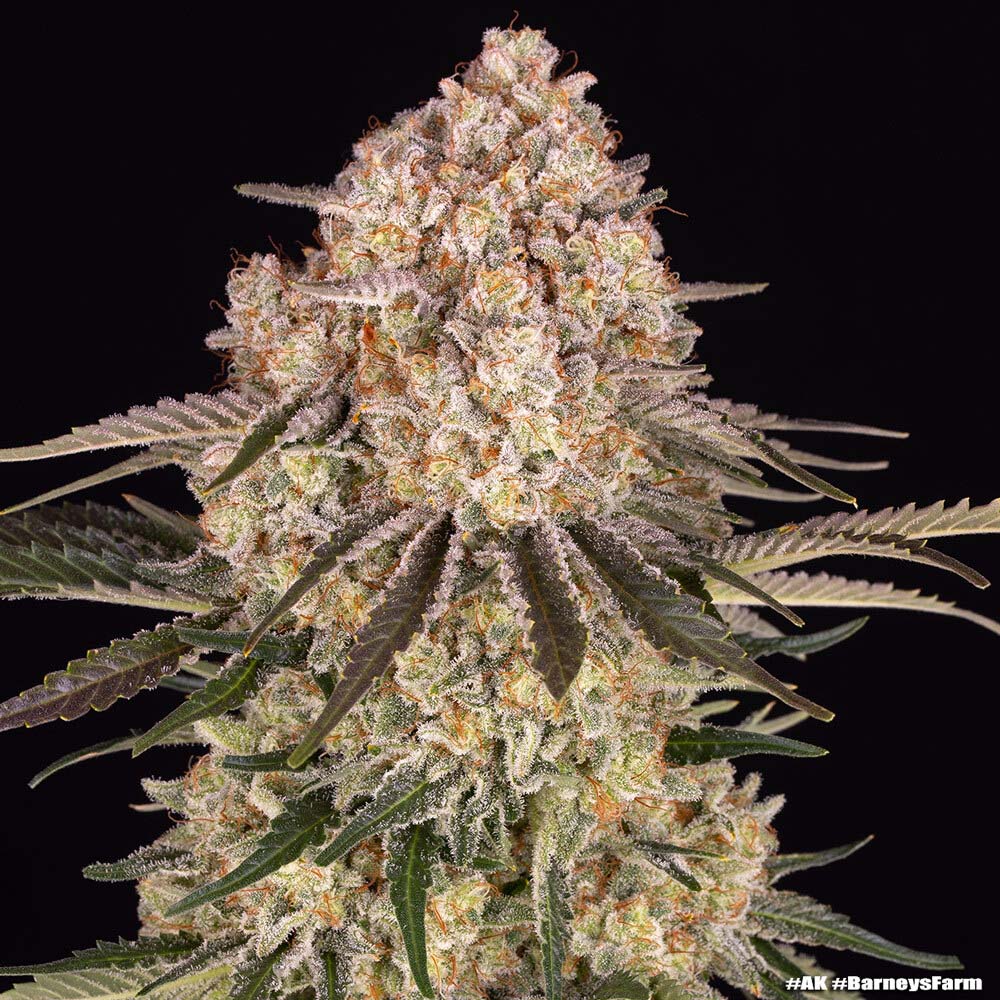 Barneys Farm Ak47 Feminisierte Hanfsamen