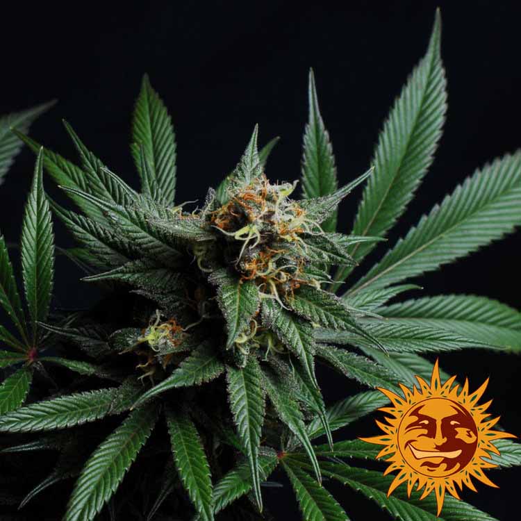 Barneys Farm CBD Blue Shark Hanfsamen Blüte