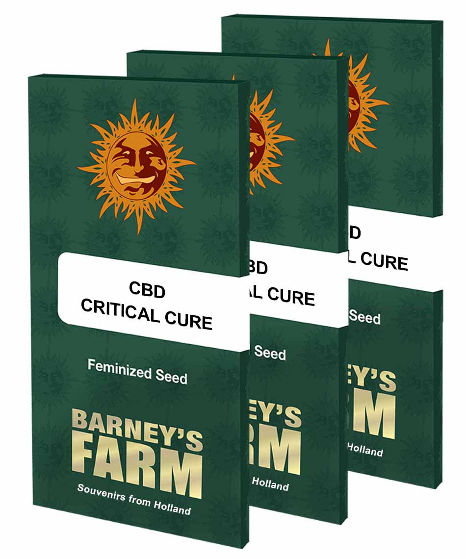 Barneys Farm CBD Critical Cure Hanfsamen Blüte