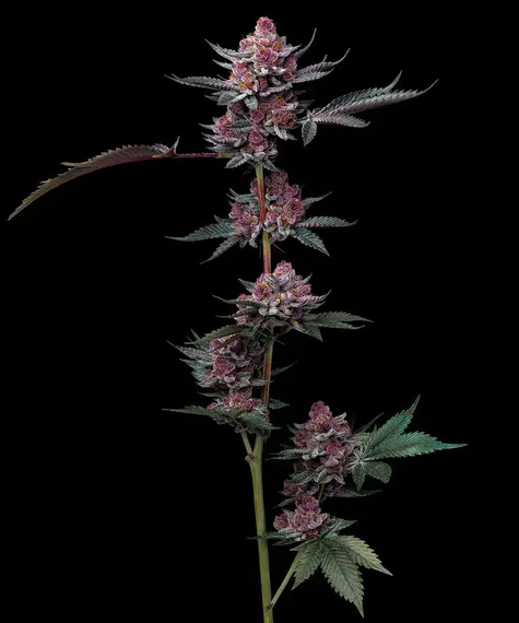 Cherry Poppers feminisierte Cannabissamen