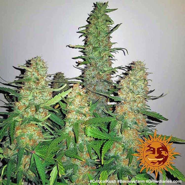 Barneys Farm Critical Kush Hanfsamen Blüte