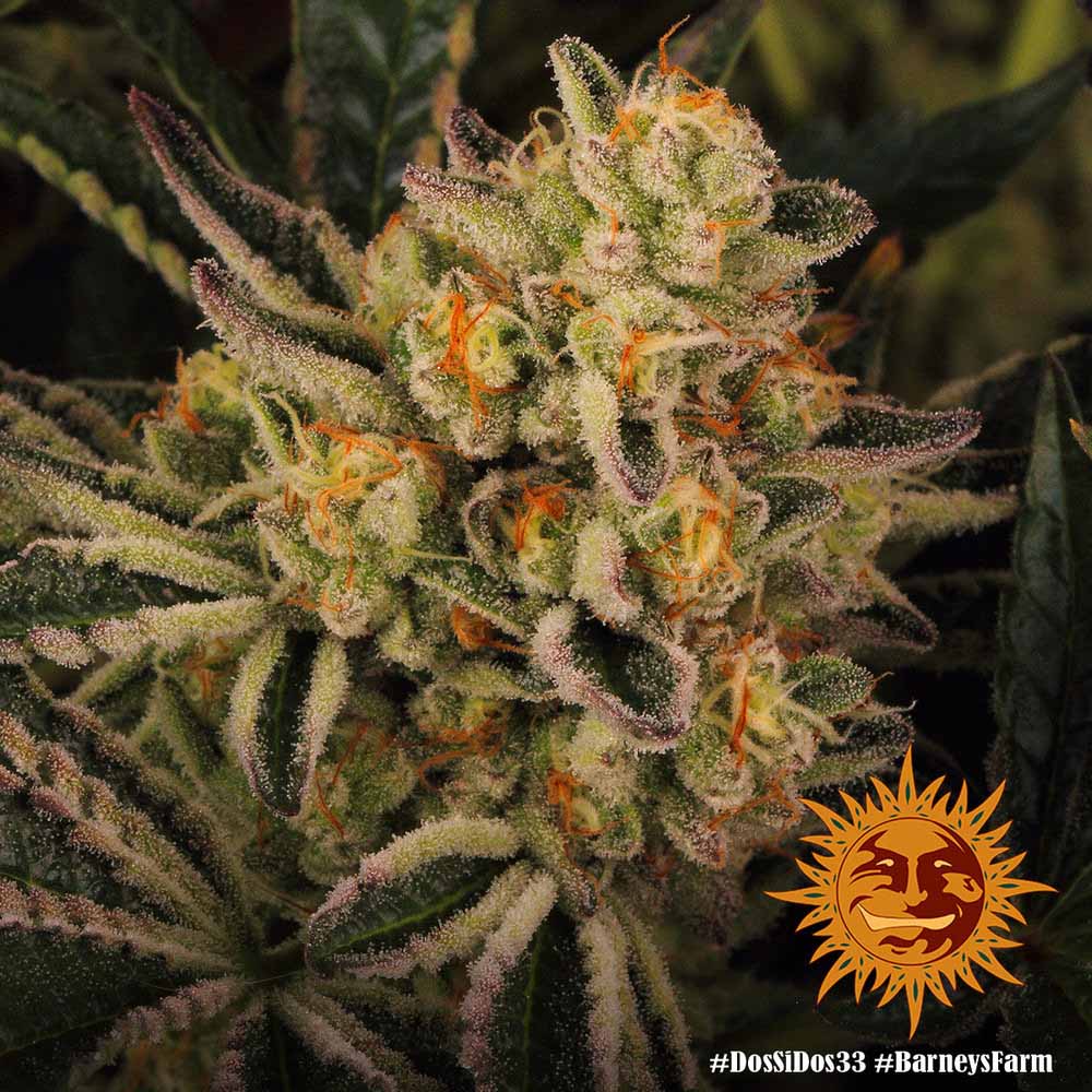 Barneys Farm Dos Si Dos 33 Hanfsamen Blüte