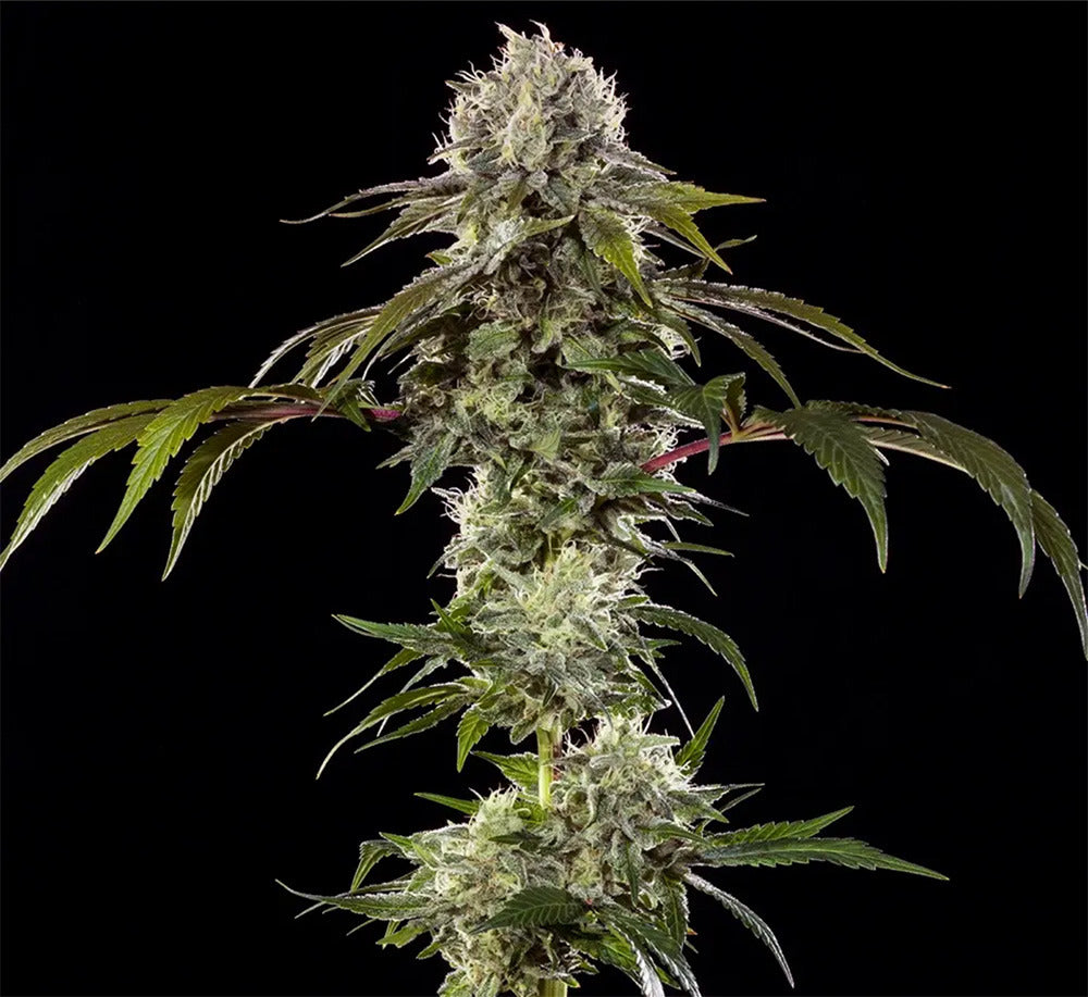 Barneys Farm Durban Poison F1 Hanfsamen Blüte