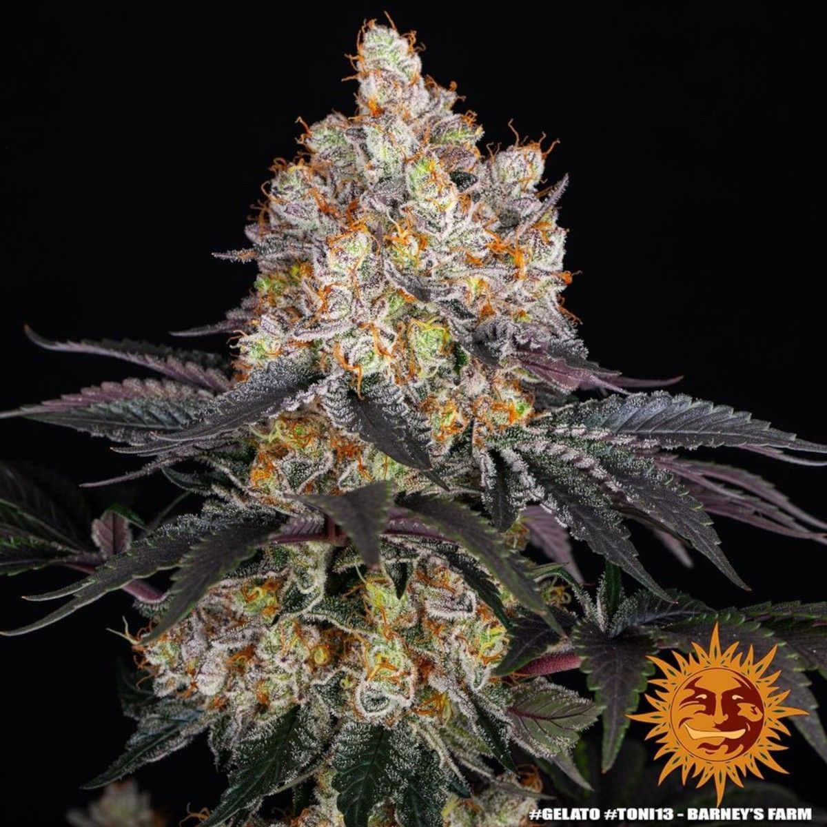 Barneys Farm Gelato Feminisierte Hanfsamen