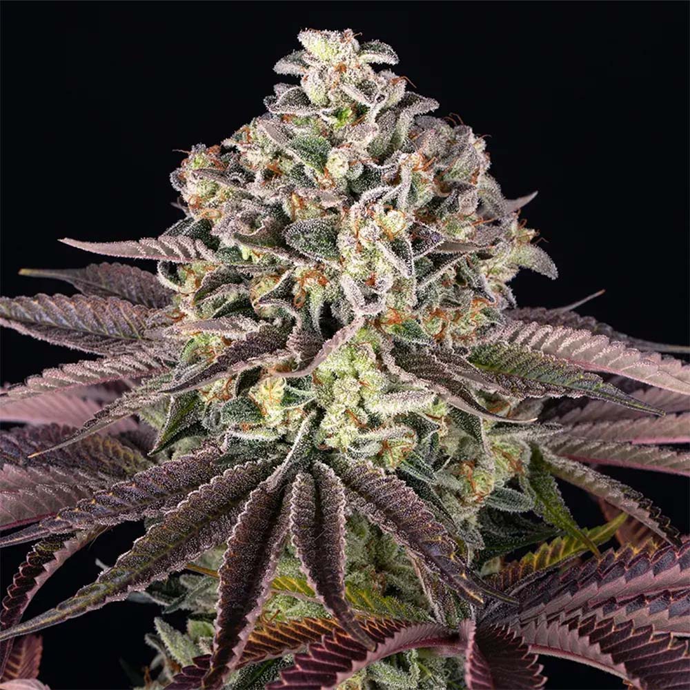 Barneys Farm Grand Daddy Purple Hanfsamen Blüte