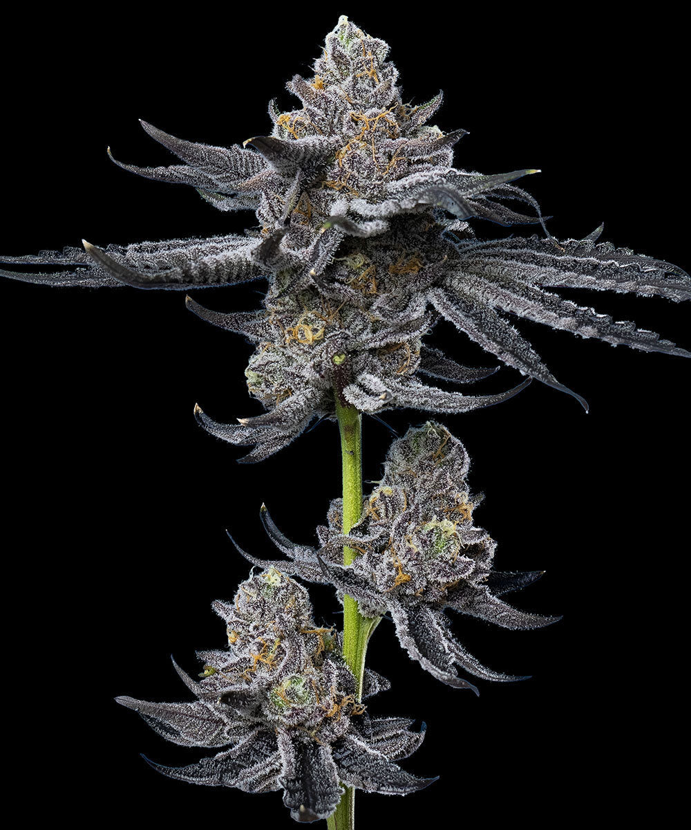 Barneys Farm Zillions Feminisierte Hanfsamen