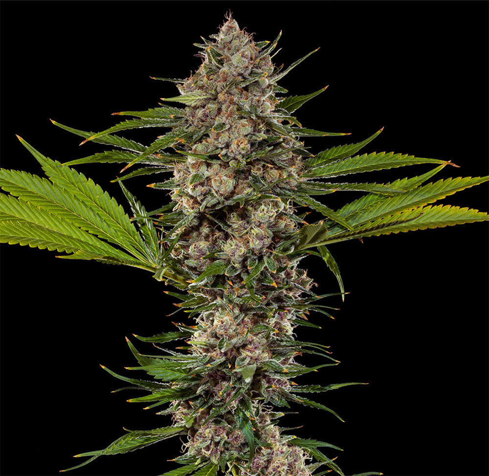 Barneys Farm Mac 1 F1 Hanfsamen Blüte