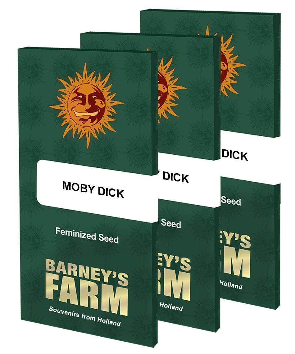 Barneys Farm Moby Dick Hanfsamen Blüte