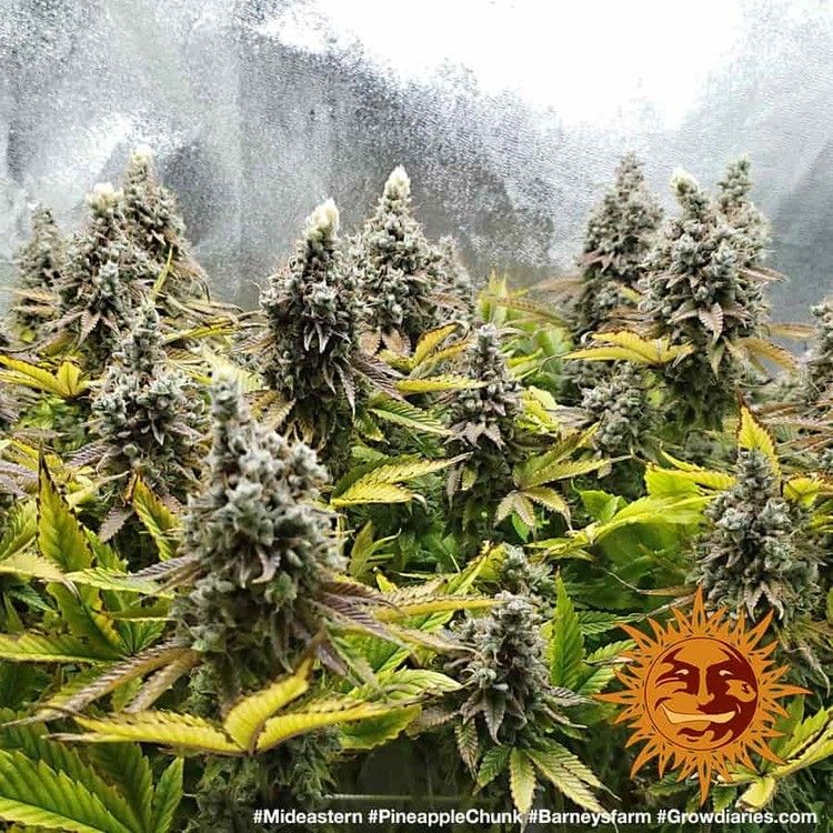 Barneys Farm Pineapple Chunk Hanfsamen Blüte