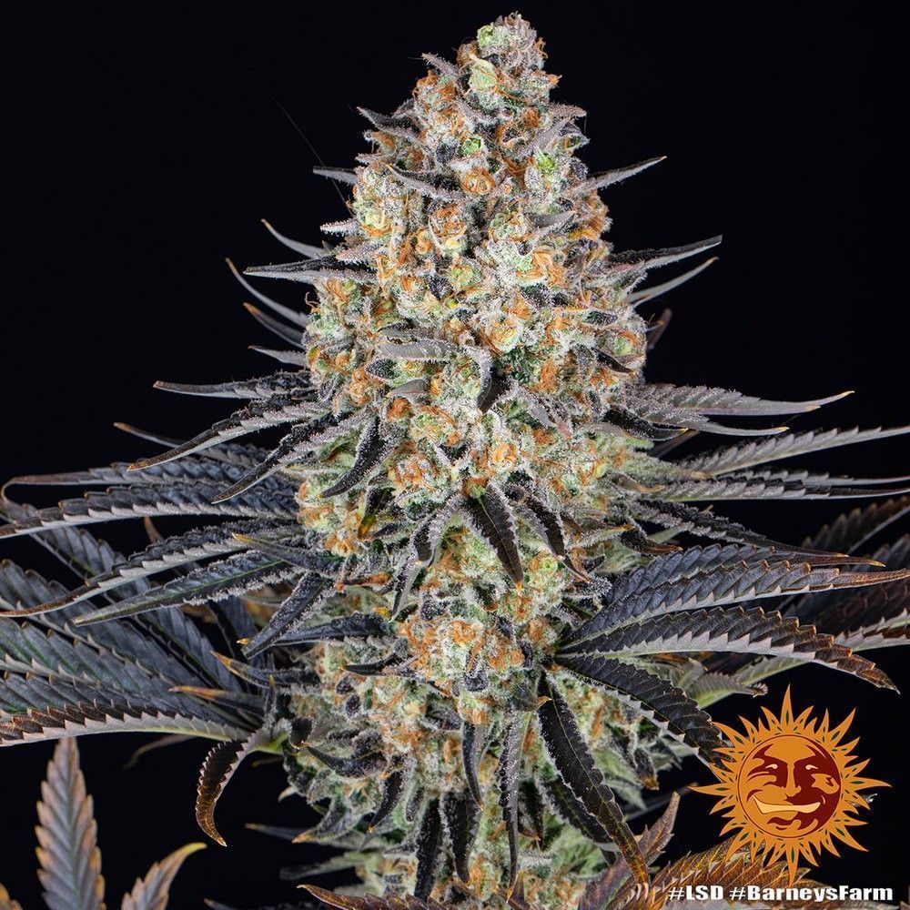 Barney's Farm feminisierte ganze Pflanze