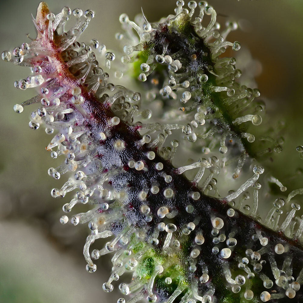 Barneys Farm Skunk #1 Feminisierte Hanfsamen
