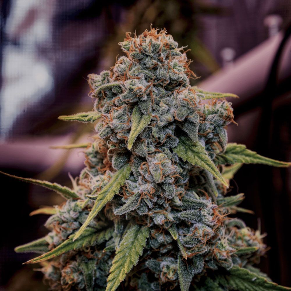 Brothers Grimm Seeds Genius Juice Feminisierte Hanfsamen Cannabisblüte