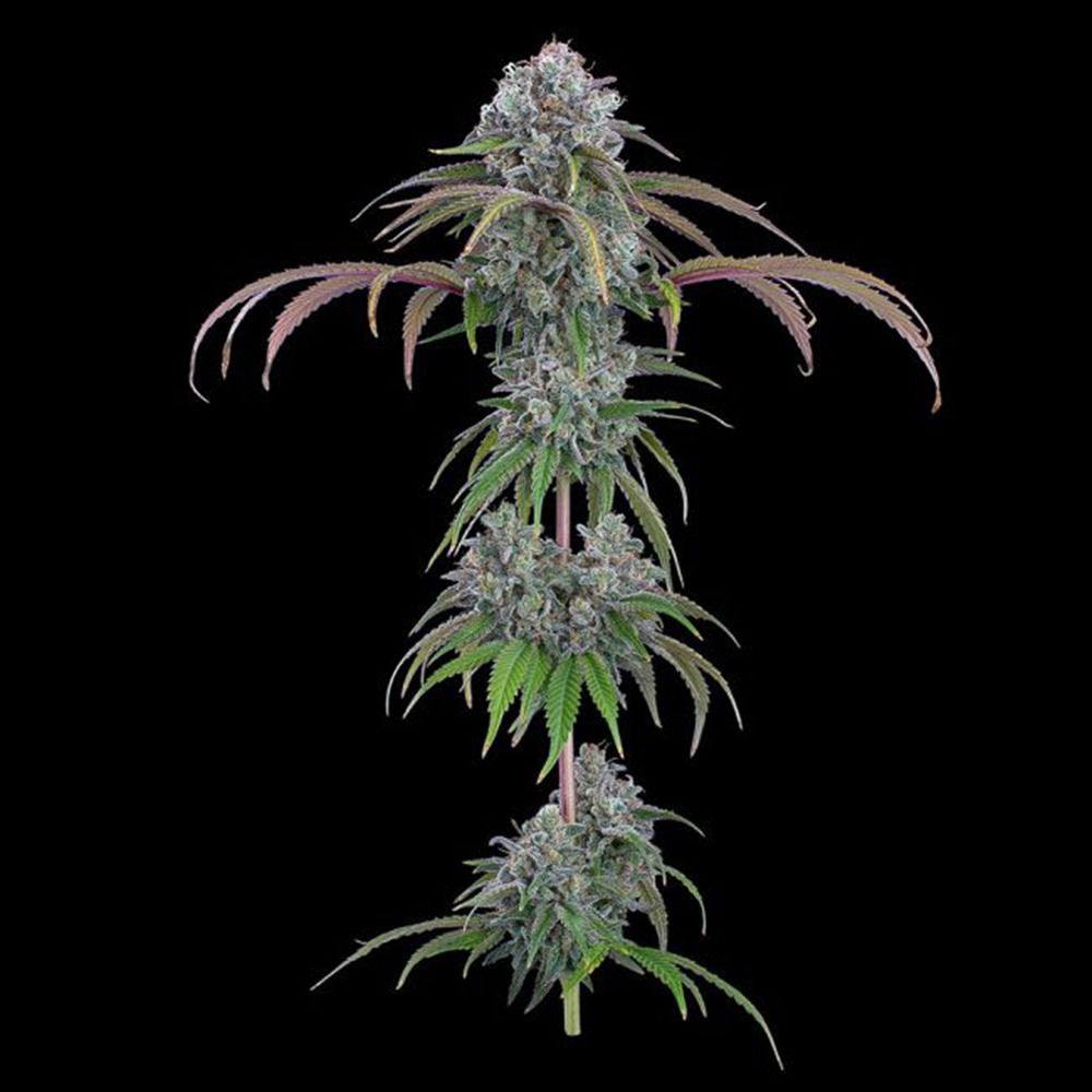 Brother Grimm Seeds Ocifer Feminisierte Hanfsamen