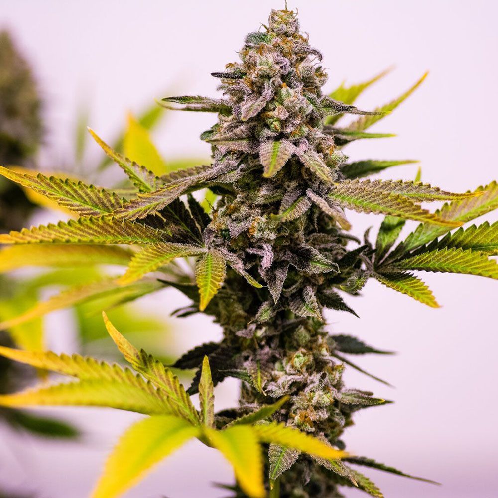 Brother Grimm Seeds Cinderella 99 Reguläre Hanfsamen Cannabisblüte