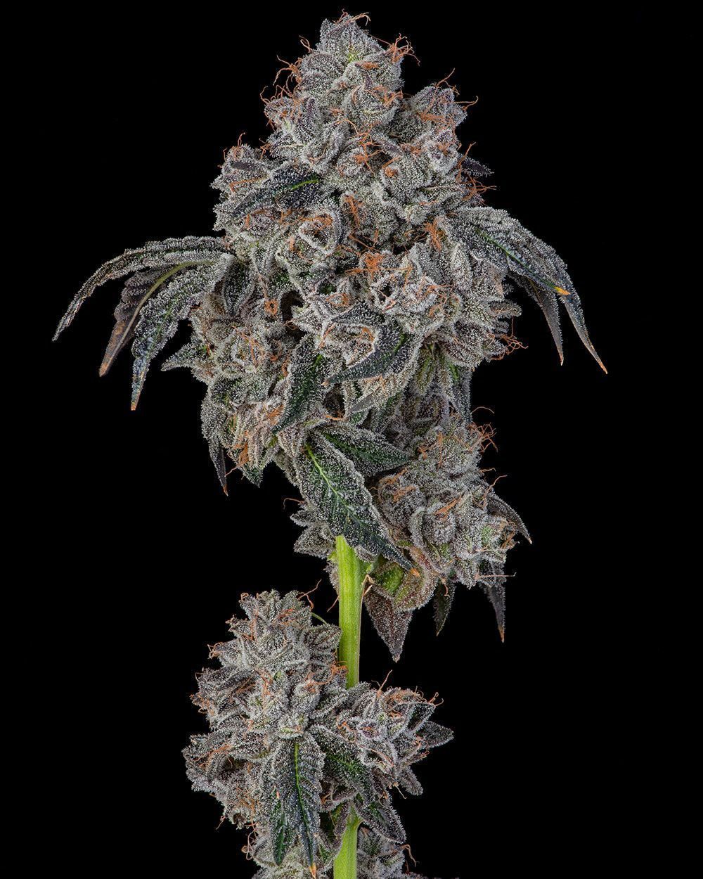 Cookies Seed Bank Blueberry Cherries Feminisierte Hanfsamen Cannabisblüte