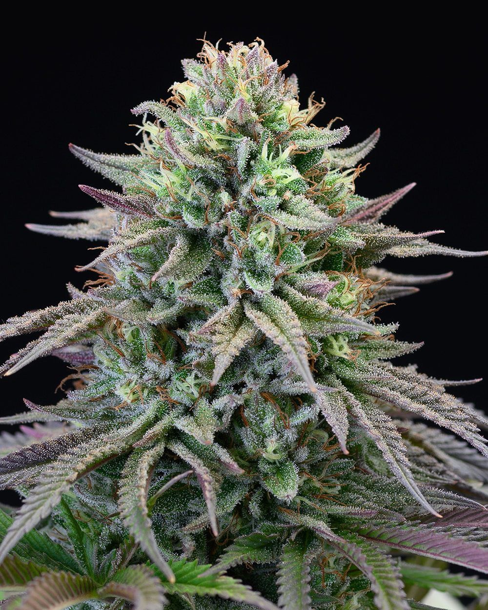 Cookies Seed Bank Cherry Cook Feminisierte Hanfsamen Cannabisblüte