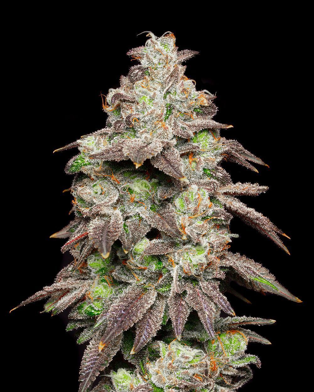 Cookies Seed Bank Fired Banana Feminisierte Hanfsamen Cannabisblüte