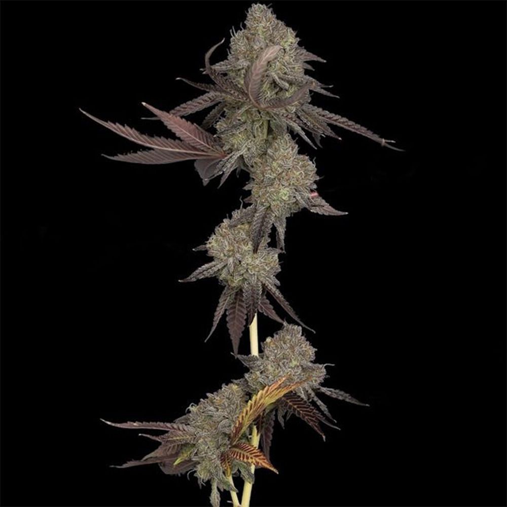 DNA Genetics Dna Cake Automatic Hanfsamen Cannabisblüte